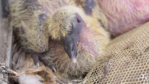 Young pigeon, squab sitting in its nest Stock Footage 150258669