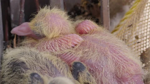 Young pigeons, squabs sitting in their nest Stock Footage 150258418
