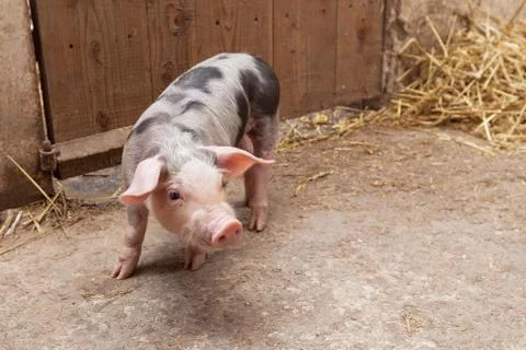 Young piglet Stock Photos