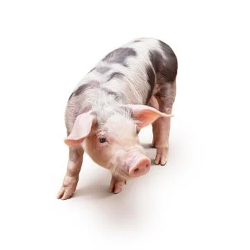 Young piglet Stock Photos