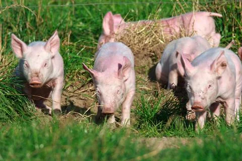 Young piglets in free range Stock Photos