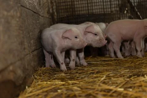 Young Piglets Resting in a Barn With Straw, Showcasing Farm Life in Autumn Stock Photos