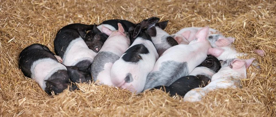 Young Piglets On Straw 库存照片