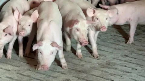 Young pigs in a barn Stock Footage 340182479
