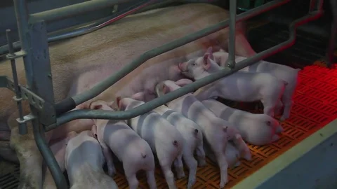 Young pigs in the cage Stock Footage 81286452