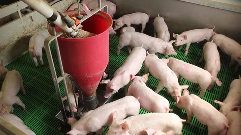 Young Pigs Eating From Automatic Feeder Vidéo 127885332