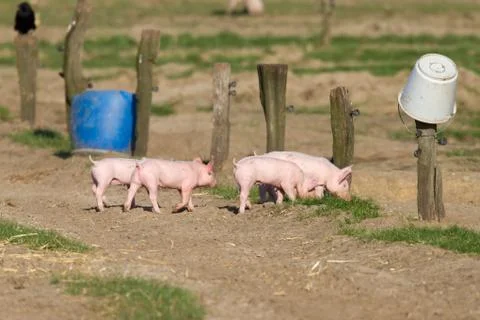Young pigs exploring free range farming Stock Photos