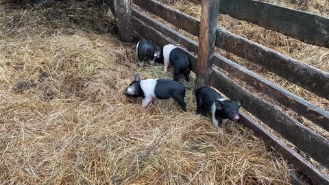 Young Pigs in a Farm Enclosure Stock Footage 344439767