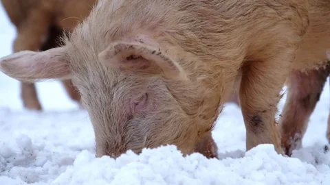 Young pigs Video stock 71207337