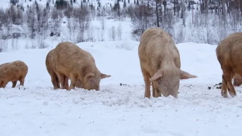 Young pigs Video stock 71214962