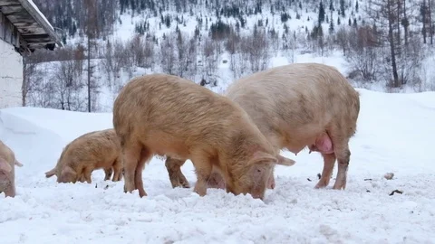 Young pigs Video stock 71215748