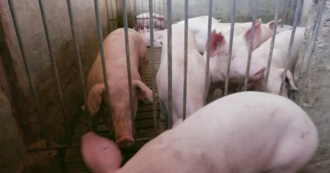 Young pigs looking through the bars of their enclosure on an industrial pig farm Stock Footage 78194485