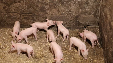 Young pigs moving in a pen after eating Stock Footage 66424051
