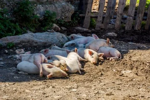 Young pigs outside Stock Photos