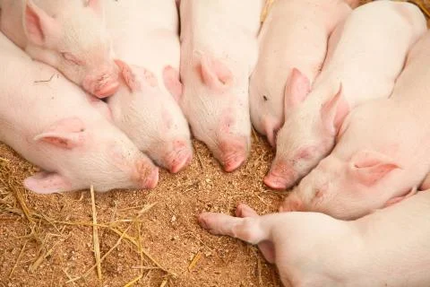 Young pigs Stock Photos