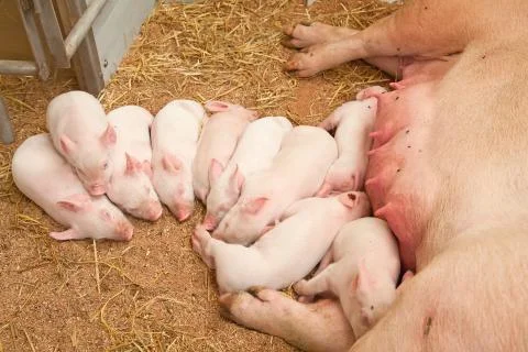 Young pigs Stock Photos