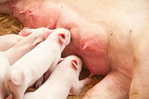 Young pigs Stock Photos