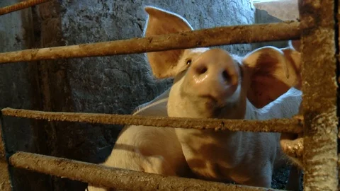 Young pigs snuffle and play in the fresh straw in a pigsty 動画素材 76393953