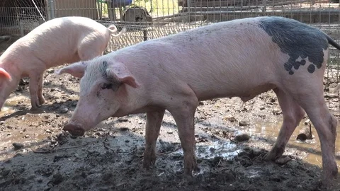 Young pigs in the stable 스톡 동영상 127124073