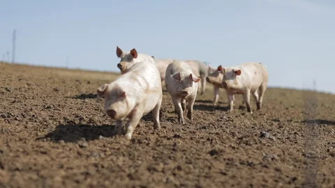 Young pigs walking outside Stock Footage