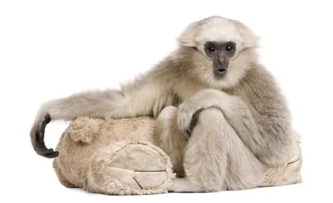 Young Pileated Gibbon, 1 year, Hylobates Pileatus, sitting with Stock Photos