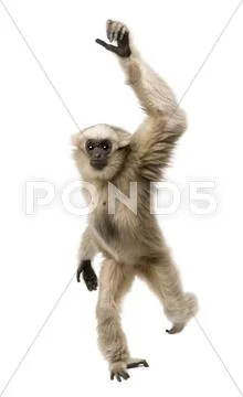 Young Pileated Gibbon, 1 year old, Hylobates Pileatus, walking i Stock Photos