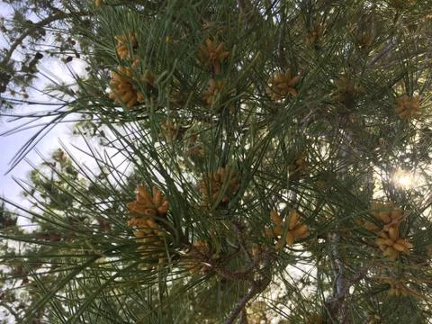 Young Pine 1 Stock Photos