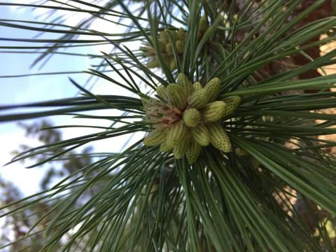 Young Pine 2 Stock Photos