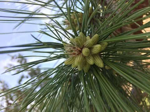 Young Pine 3 Stock Photos