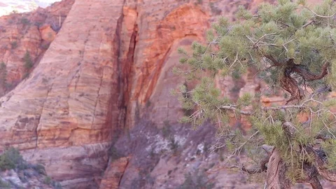 Young pine amongst red rocks Stock Footage 93996360