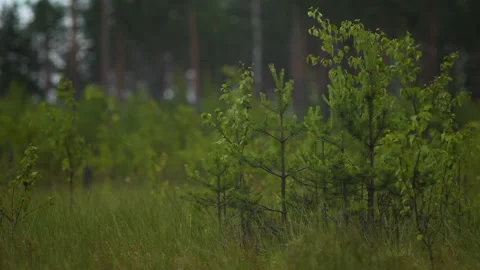 Young pine and deciduous trees on glade and old forest 스톡 동영상 101050209