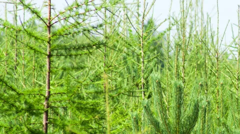 Young pine and larch forest underwood. Shot to RAW, wide dynamic range Video stock 27962702