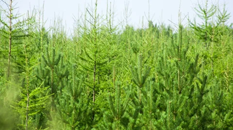 Young pine and larch forest underwood. Shot to RAW, wide dynamic range 動画素材 27962890