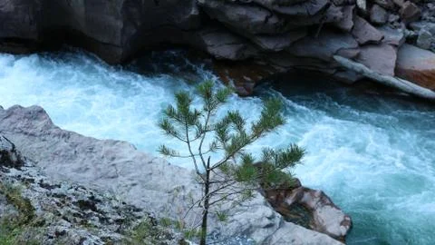 Young pine on the background of the river Stock Photos
