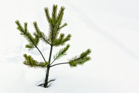 Young pine on a background of snow. Stock Photos