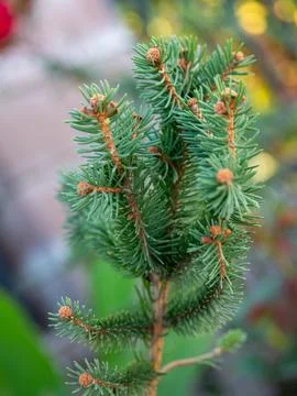 Young pine branch close-up Stock Photos