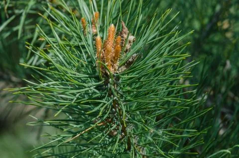 Young pine branch in forest springtime Stock Photos