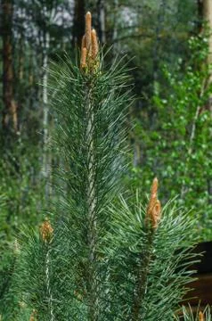 Young pine branch in forest springtime Stock Photos