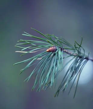 Young Pine Branch. Stock-Fotos