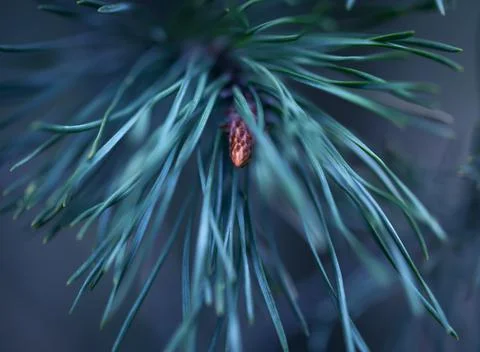 Young Pine Branch. Stock Photos