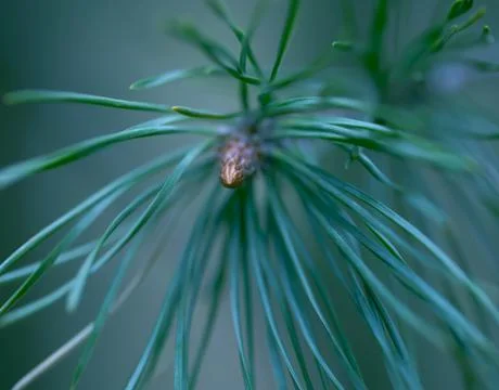 Young Pine Branch. Foto stock