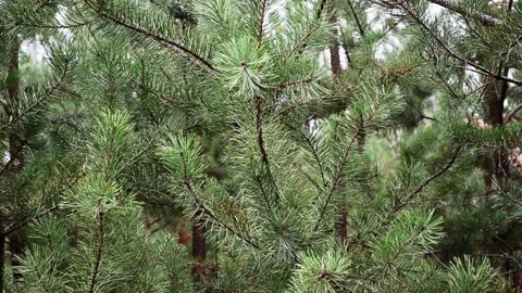 Young pine branches Video stock 143223611