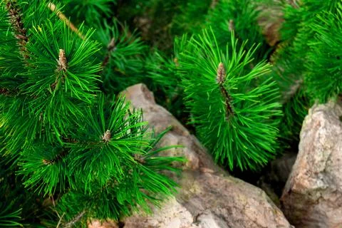 Young pine branches grow between stones dense contrast Stock Photos