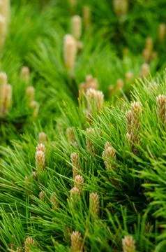 Young pine branches with little cones close-up. Botanical spring background. Stock Photos