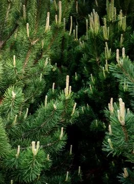 Young pine branches with little cones close-up. Botanical spring background. Stock Photos