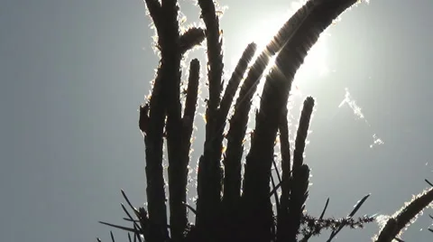 Young pine branches, needles, young cones, pine seedling. Ukraine. 動画素材 50023292