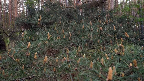 Young pine branches, needles, young cones, spring, close-up, forest Stock Footage 145690445