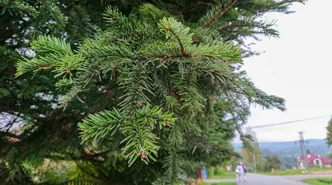 Young pine branches photographed close-up Stock Photos