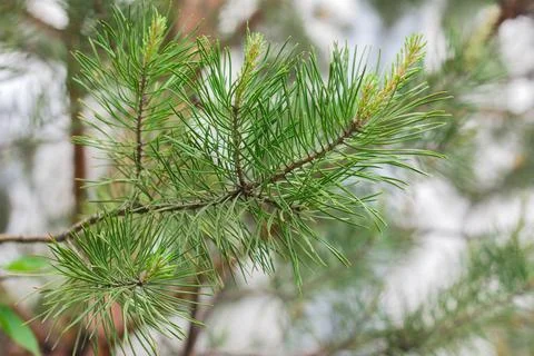 Young pine branches with small cones Stock Photos