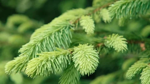 Young pine branches. Spring young pine branches. Young spruce branches. Tree Stock Footage 201528772